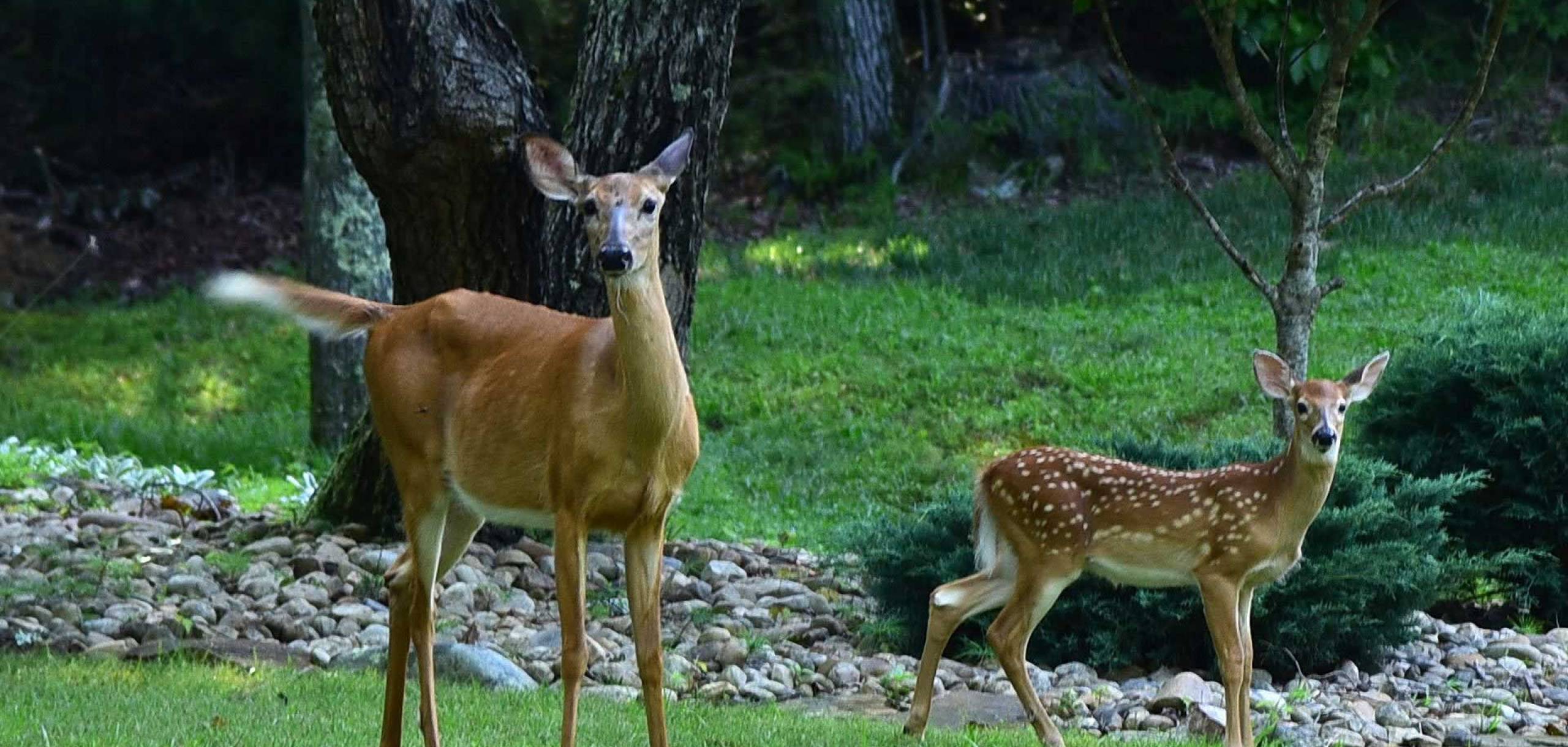 Fairfield Glade Resort Vacation Rentals Condo Rentals